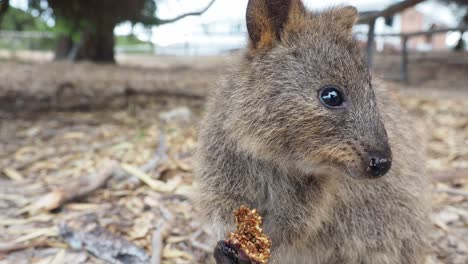 quokka comiendo higos con copyspace. de cerca