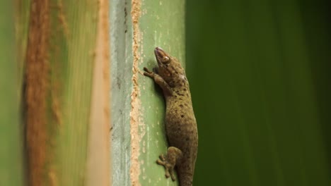 gecko de ojos de bronce gigante nocturno descansando sobre una hoja de palma meciéndose en el viento en vallée de mai, praslin, seychelles