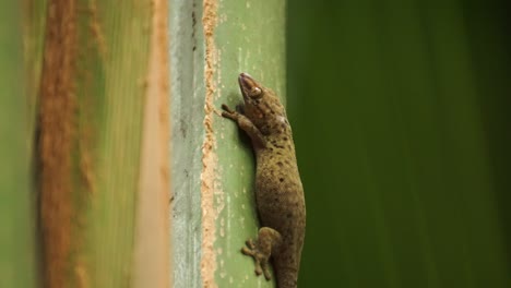 nocturanl giant bronze eyed gecko resting on a palm leaf swaying in the wind in vallée de mai, praslin, seychelles