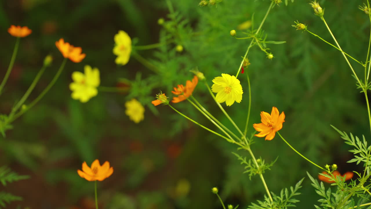 Fiori di Cosmos Sulphureus in piena fioritura, che mostrano petali giallo brillante e arancioni con steli verdi e fogliame in un contesto di giardino naturale