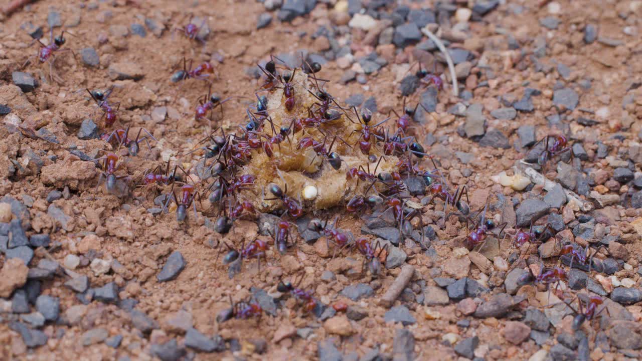 Un grande gruppo di formiche si raduna attivamente attorno a un alimento su terreno ghiaioso, lavorando insieme vicino all'ingresso del loro nido alla luce naturale del giorno con una prospettiva macro stabile.