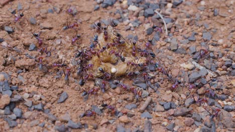 a large group of ants actively gathers around a food item on gravelly soil, working together near their nest entrance in natural daylight with a steady macro perspective