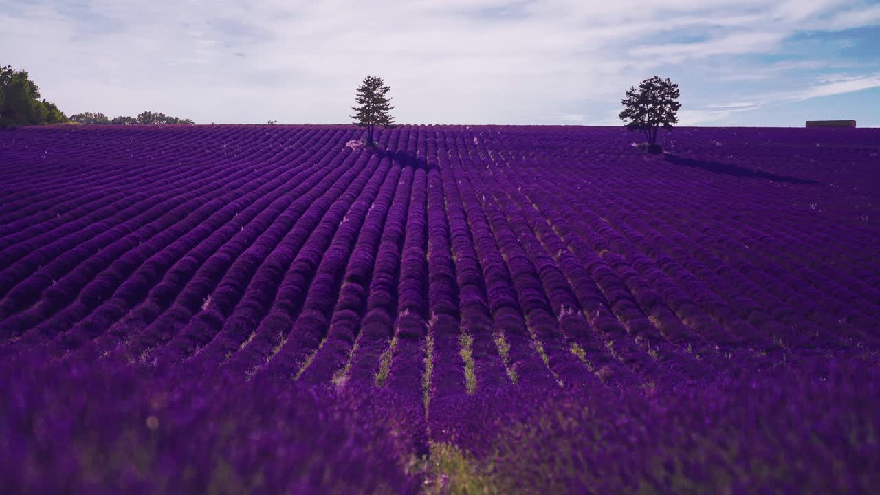 cinemagraph de un vibrante campo de lavanda colorida en la famosa provenza francesa en la costa azul en francia. la lavanda violeta de la agricultura tradicional natural está floreciendo vívidamente en el famoso destino turístico de vacaciones. bucle de video sin fisuras en 4k uhd.
