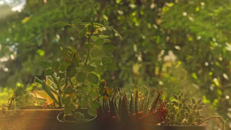 Timelapse-of-a-green-plant-showcases-the-unfolding-motion-of-nature