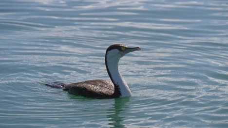 Australasian-pied-cormorant-swimming-in-the-ocean