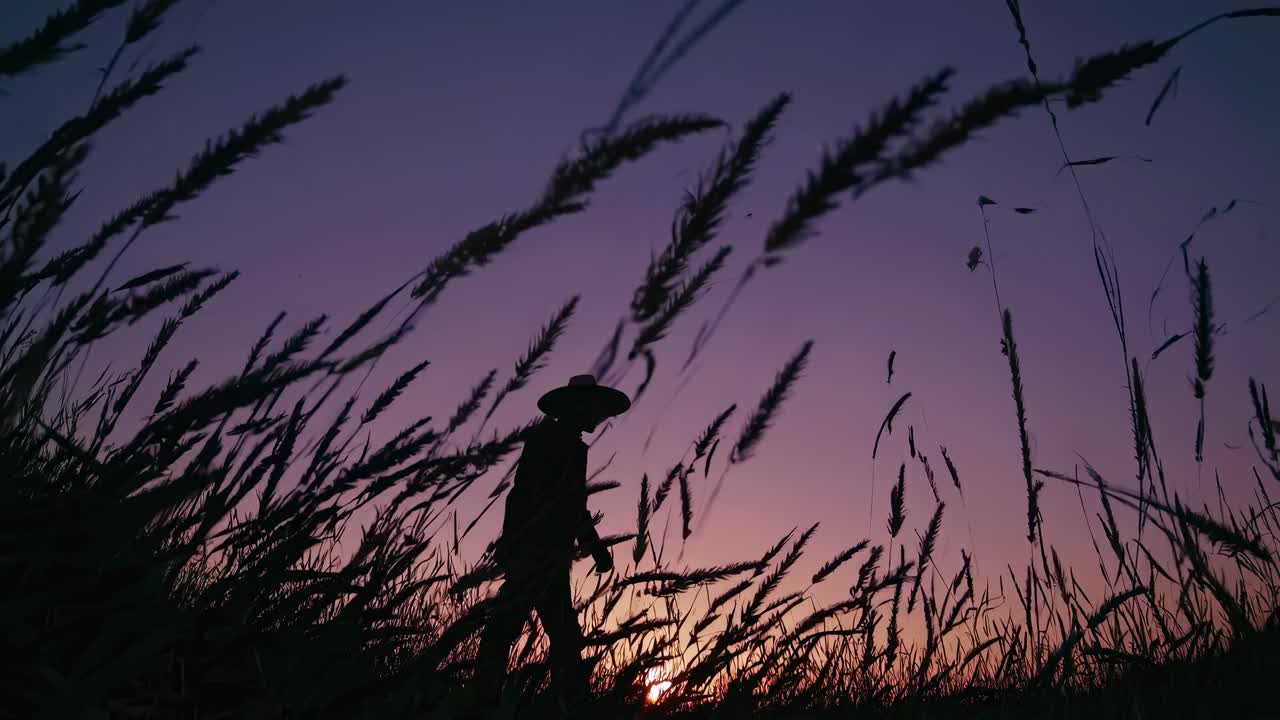 Silhouette of a person walking through a field at sunset, captured from a low angle