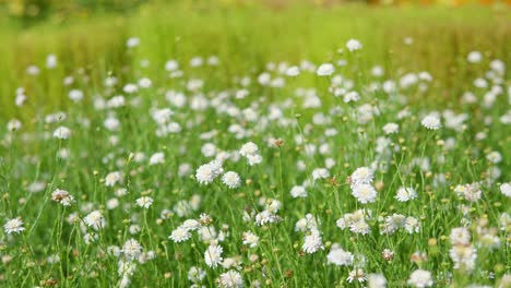 Kalimeris-Pinnatifida-Aster-Pinnatifidus-'Hortensis',-False-Aster,-Asteromoea-Mongolica---attractive-white-semi-double-flowers-field---panning-shot