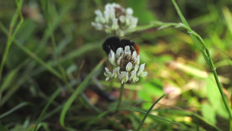 bee buzzing and pollinating white flower, uk medium shot