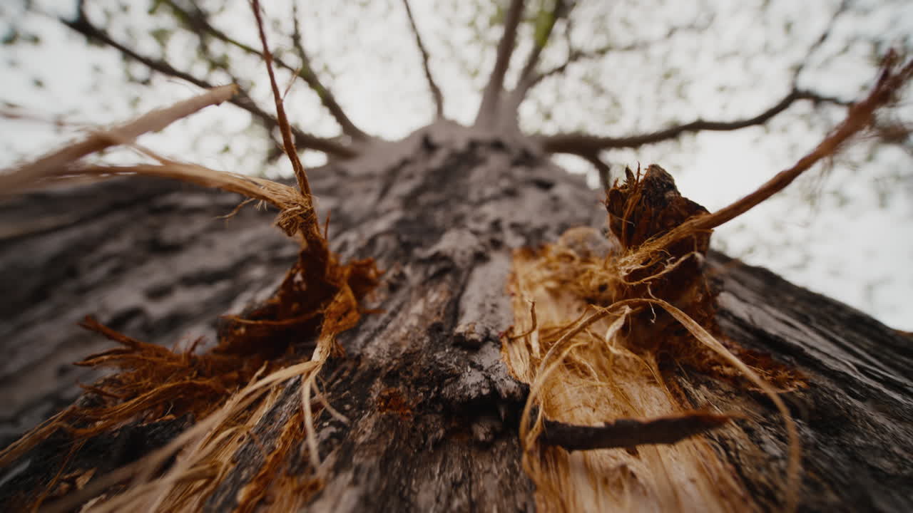 Creative close up of baobab tree trunk in Gonarezhou National Park, Zimbabwe. Slow movement reveals bark partly scratched by elephants