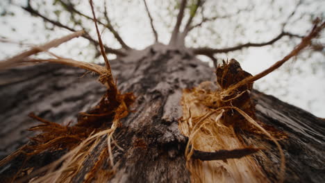 creative close up of baobab tree trunk in gonarezhou national park, zimbabwe. slow movement reveals bark partly scratched by elephants