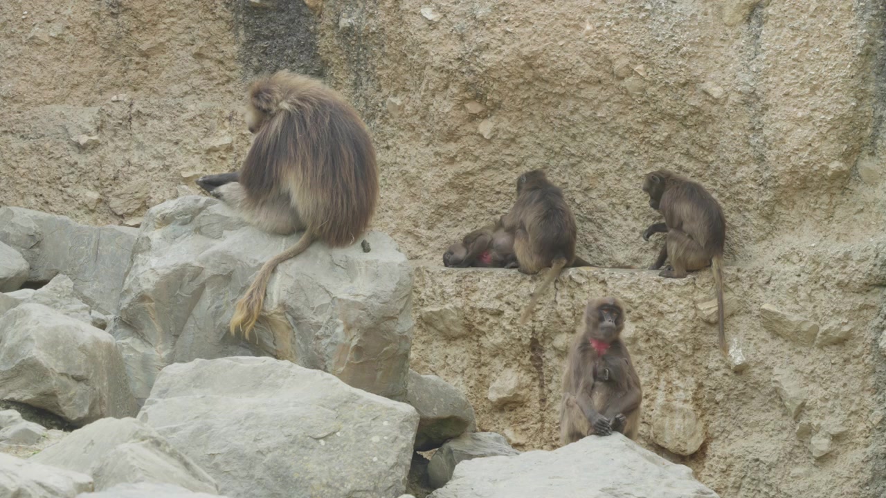 チューリッヒ動物園で毛づくろいをするゲラダヒヒの家族