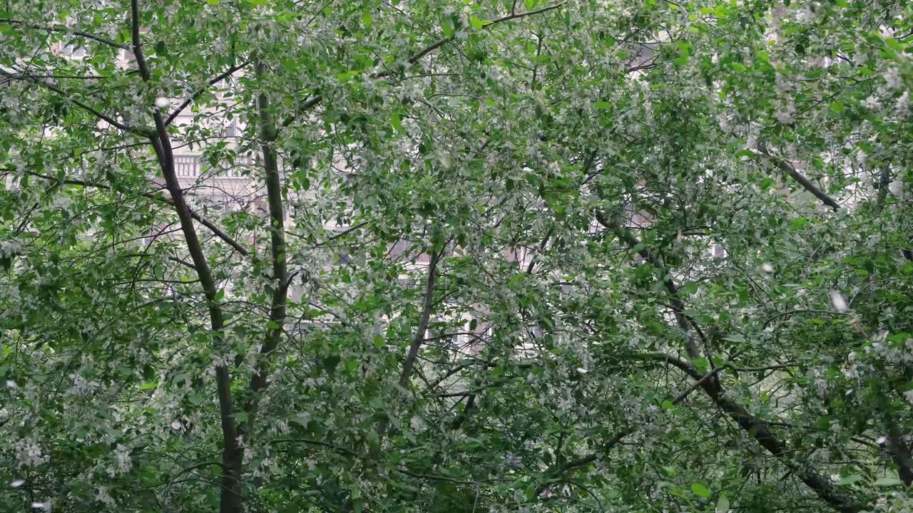 flores esponjosas cayendo de los árboles en un paisaje urbano