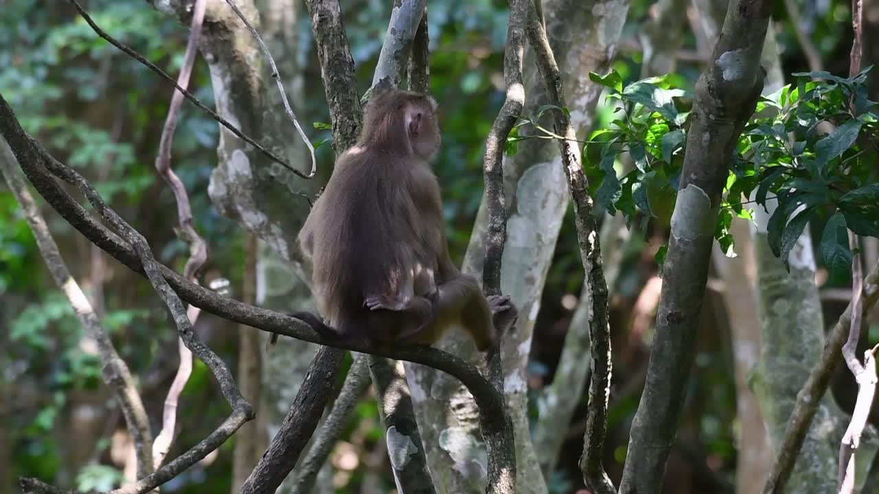 el macaco de cola de cerdo del norte es un primate que se encuentra comúnmente en el parque nacional de khao yai, aunque es una especie vulnerable