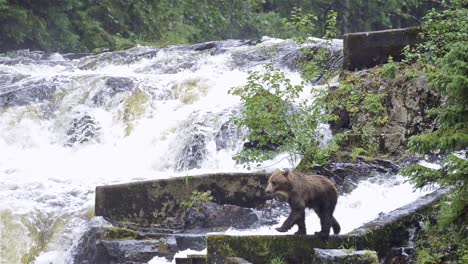 Un-Oso-Pardo-Pescando-Salmón-En-El-Río-Pavlof-Que-Desemboca-En-La-Bahía-De-Agua-Dulce-En-El-Puerto-De-Pavlof-En-La-Isla-De-Baranof-En-El-Sureste-De-Alaska