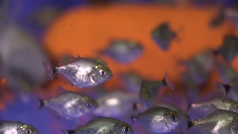 group of baby silver dollar fish with shiny reflecting scales, calmly swimming, fish shop