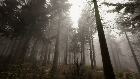 sunbeams in natural spruce forest