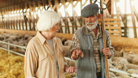 portrait of happy old caucasian married couple of farmers talking and walking in stable with sheep flock