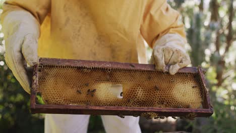 Senior-caucasian-male-beekeeper-in-protective-clothing-inspecting-honeycomb-frame-from-a-beehive