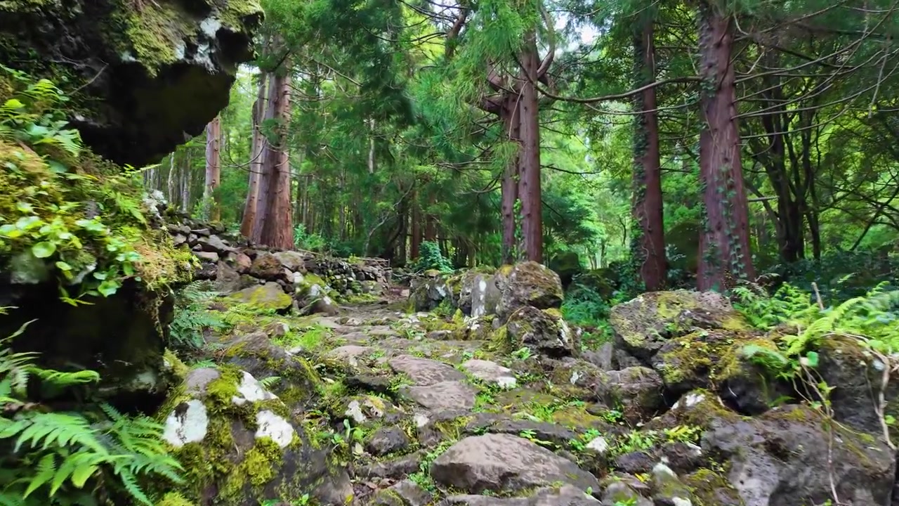 Sentiero escursionistico panoramico circondato da rocce coperte di muschio e alti alberi sempreverdi sull'isola di Flores nelle Azzorre, Portogallo.