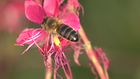 close up of a bee on a flower