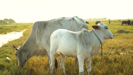 white cattle on agriculture field at golden hour