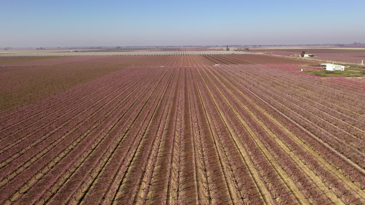 Kaliforniya tarım arazisinde sıra sıra badem ağaçları, drone yükseliyor.