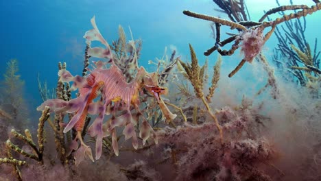 Dragón-De-Mar-Frondoso-Con-Huevos-4k-Cámara-Lenta-Sur-De-Australia