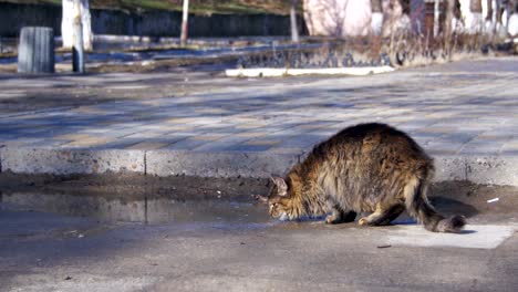 gray cat drinks water from puddles on the street in early spring