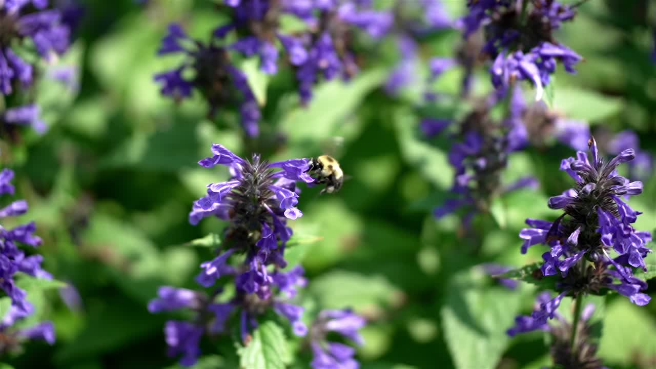 vista en cámara lenta de la abeja volando a la flor en forma de campana púrpura azul enganchándose para recoger néctar