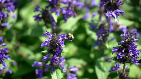 Slow-motion-view-of-bee-flying-to-blue-purple-bell-shaped-flower-latching-on-to-gather-nectar