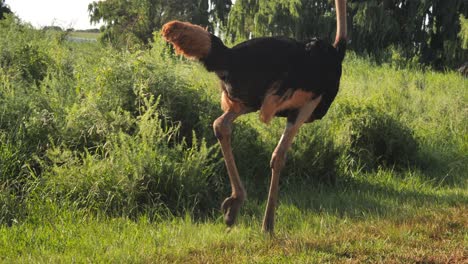 closeup on body and legs of ostrich slowing from run to walk in grass landscape