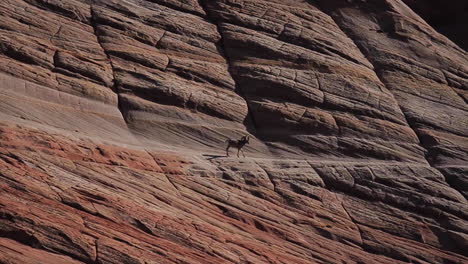 Ovejas-De-Cuerno-Grande-Camina-A-Lo-Largo-De-La-Cresta-En-El-Parque-Nacional-De-Zion