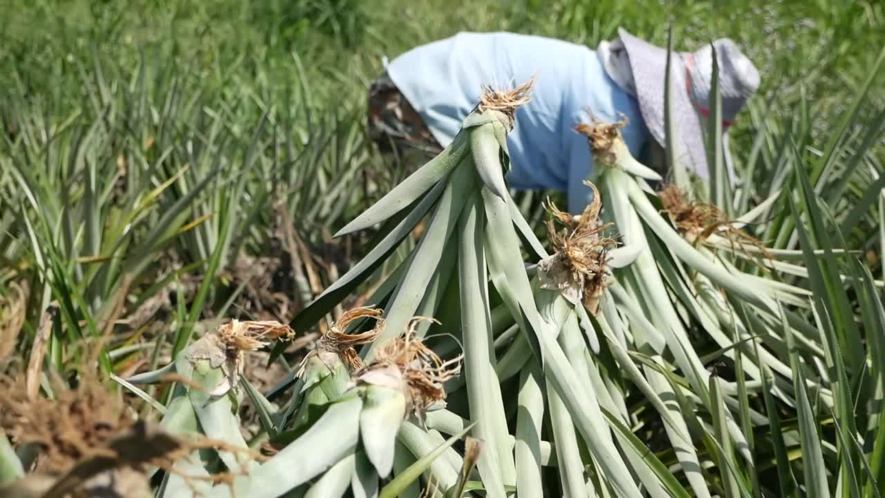 12-35 f2로 gh5에서 촬영한 파인애플 수확