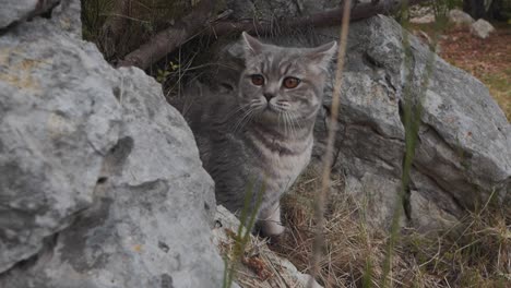 a cat is lost among the big rocks in the forest, montpellier - france