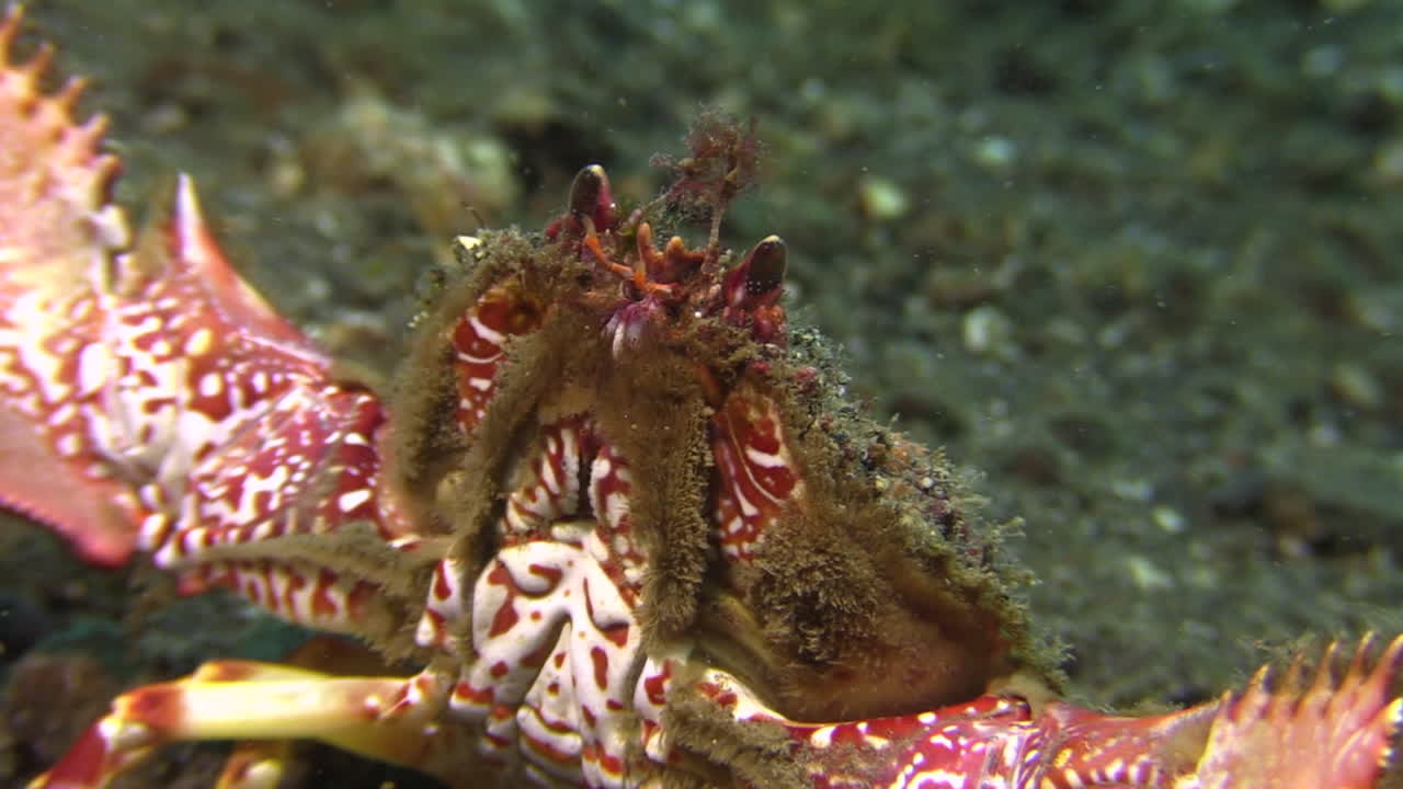 배와 발톱에 아름다운 빨간색과 흰색 패턴을 보여주는 펼쳐진 집게로 뒤로 움직이는 두 개의 뿔 상자 게의 수중 촬영, 낮 동안 클로즈업 샷