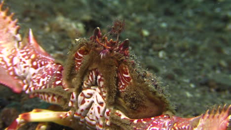 underwater shot of two horn box crab moving backwards with unfolded forceps showing beautiful red and white pattern on belly and claws, close-up shot during day