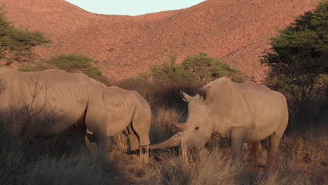 southern white rhinoceros with a huge horn in a dry bushy landscape