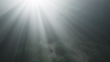 misty spring morning in pine tree forest