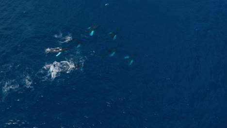 wide aerial birdseye view of a pod of humpback whales leisurely swimming below the surface and occasionally blowing