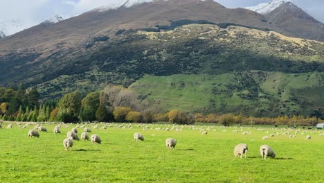 sheep graze peacefully in a lush green field with mountains in the background, under natural daylight