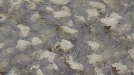 water flowing small stream and stones