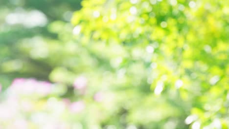 hermoso jardín natural verde fondo borroso, borroso verde bokeh luz jardín natural al aire libre, 4k.