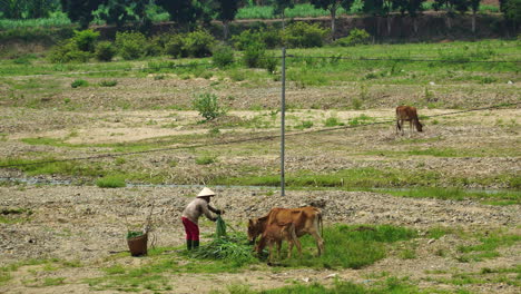 unrecognizable vietnamese farmer feeding cow and calf. static