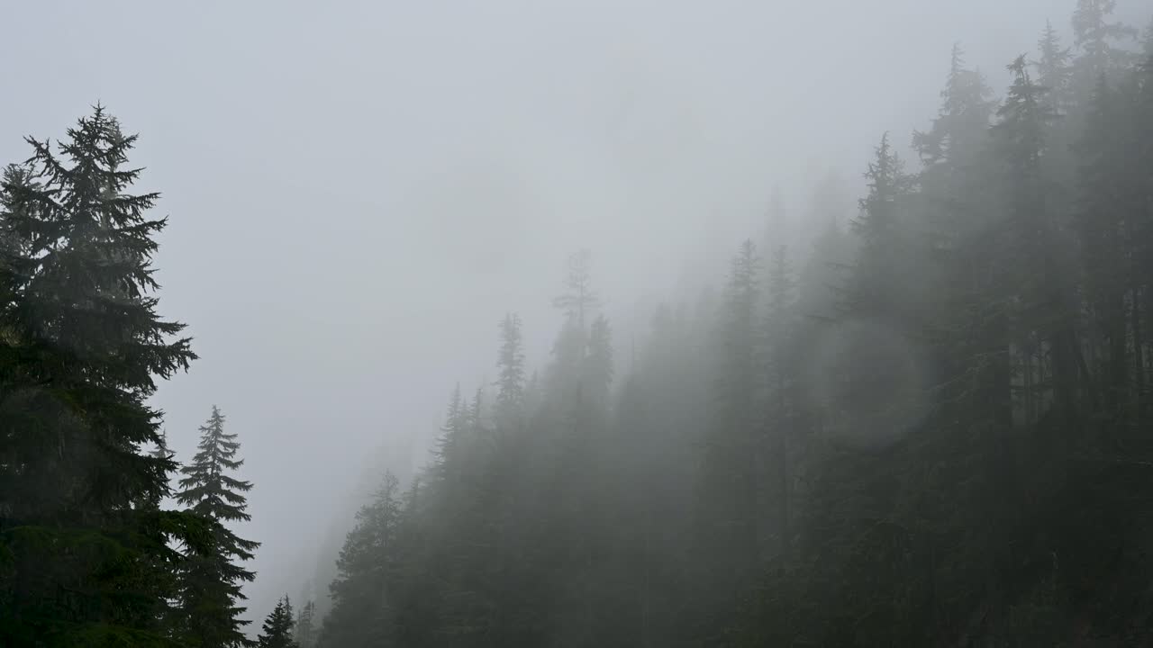 Drone footage of mist rolling through evergreen forest on a foggy mountain morning