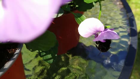 High-angle-view-of-buff-tailed-bumblebee-sucking-nectar-off-pink-flowers,-handheld,-day