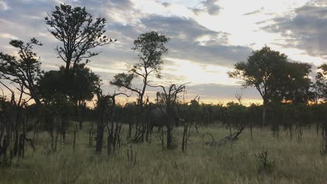 african bush elephant walks through low, open bushland in south africa