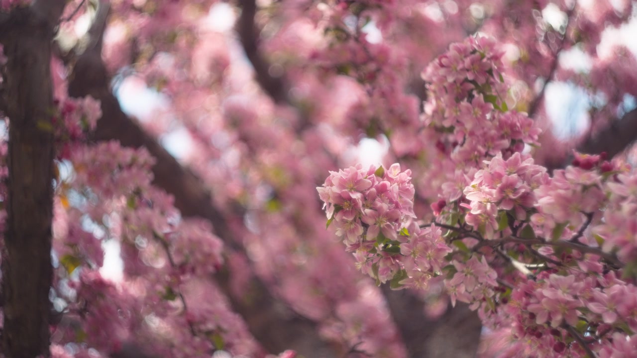 Cerezo con flores rosas
