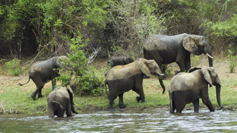 Elephant-herd-moving-on-after-having-crossed-a-river