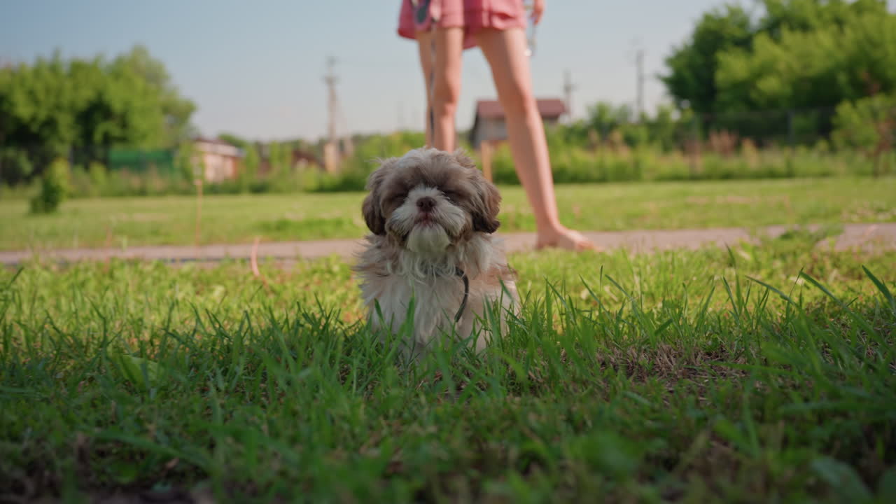 Dog Examines Vibrant Grass Near Owner, Small Canine Investigates Lush Roadside Vegetation With Owner Present, Inquisitive Dog Explores Verdant Roadside While Owner Observes Nearby In Park