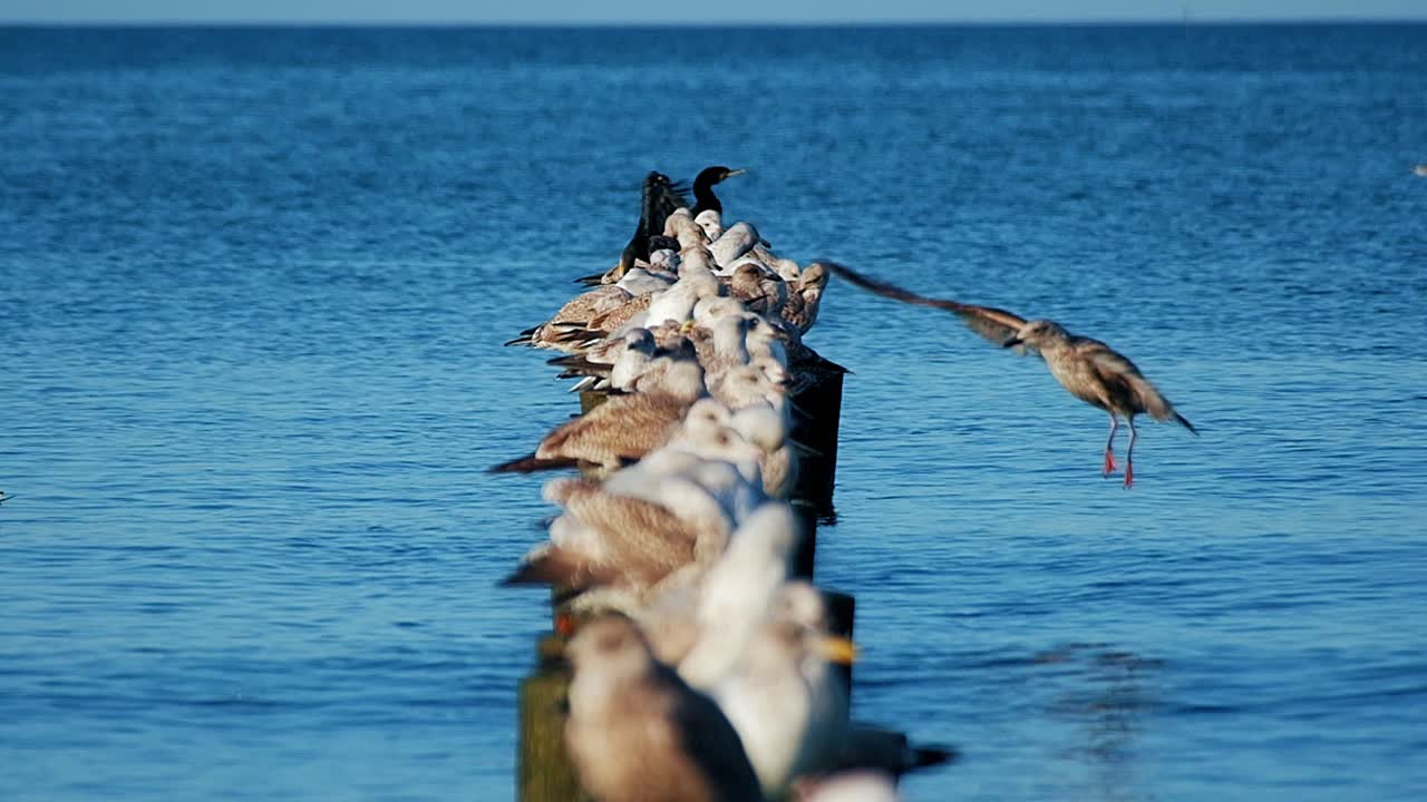 Pack of birds enjoying sunny day on sea